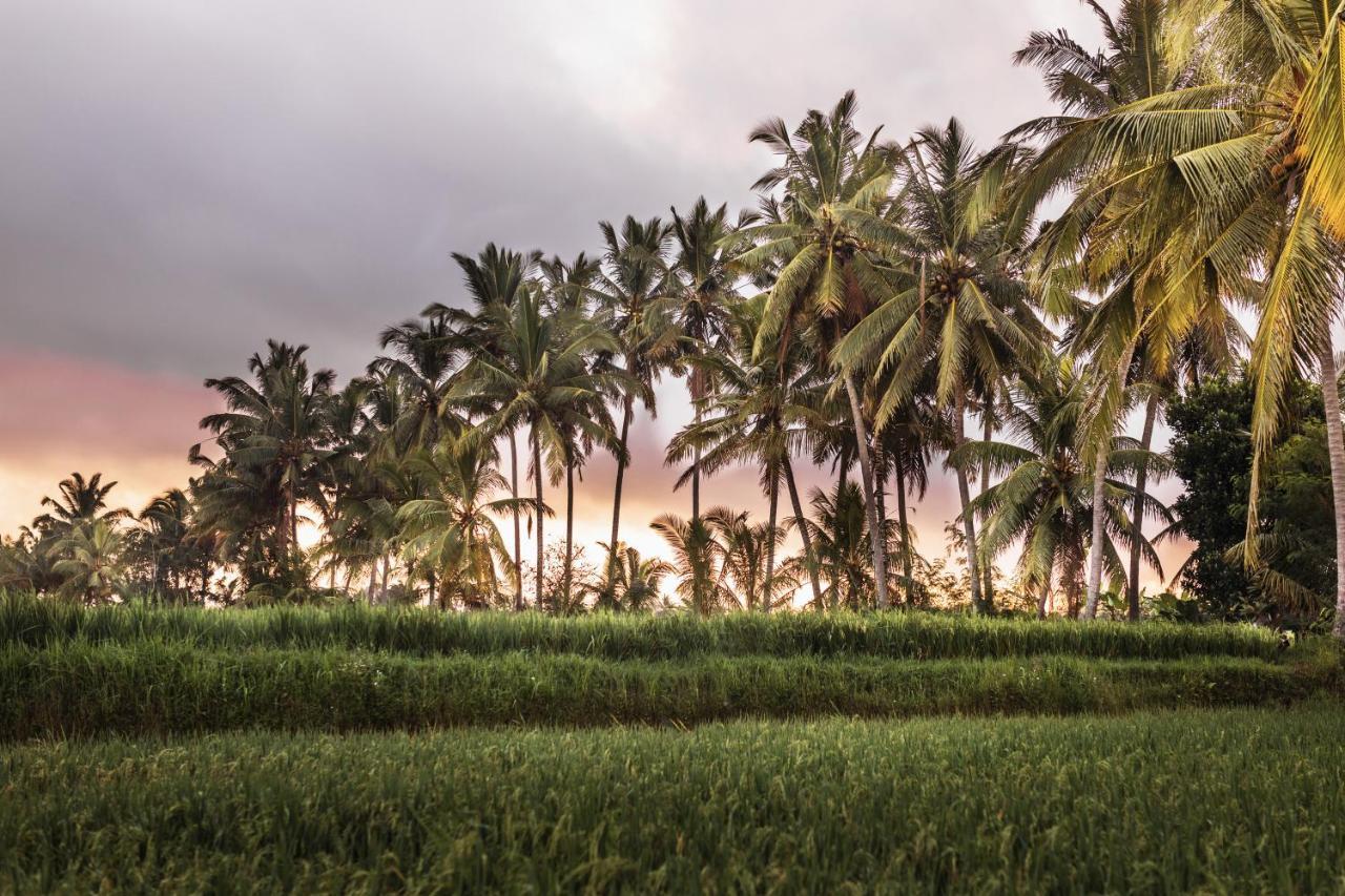 The Luxe Ubud מראה חיצוני תמונה